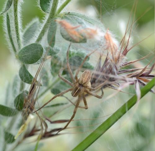 Pisaura mirabilis